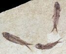 Fossil Fish (Knightia) Multiple Plate - Wyoming #53918-1